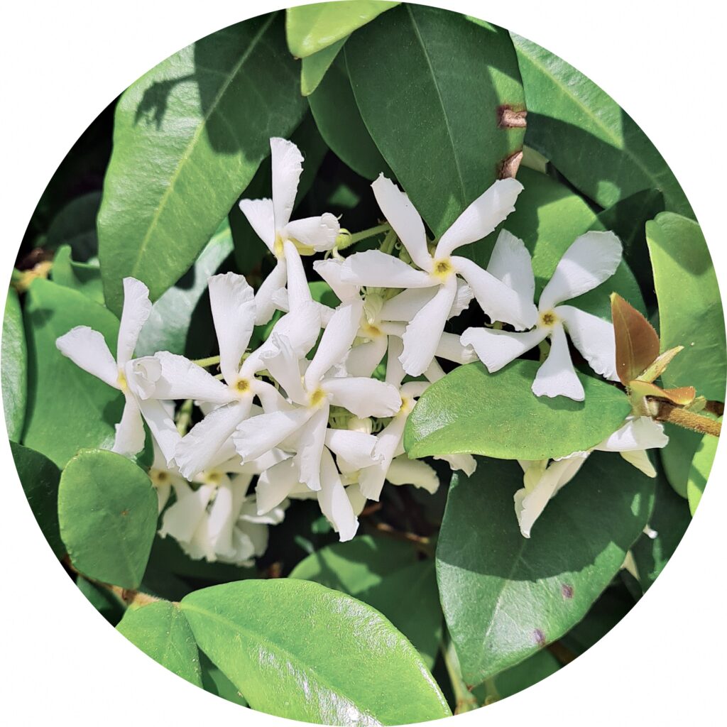 jasmine